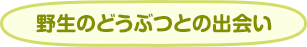 野生のどうぶつとの出会い